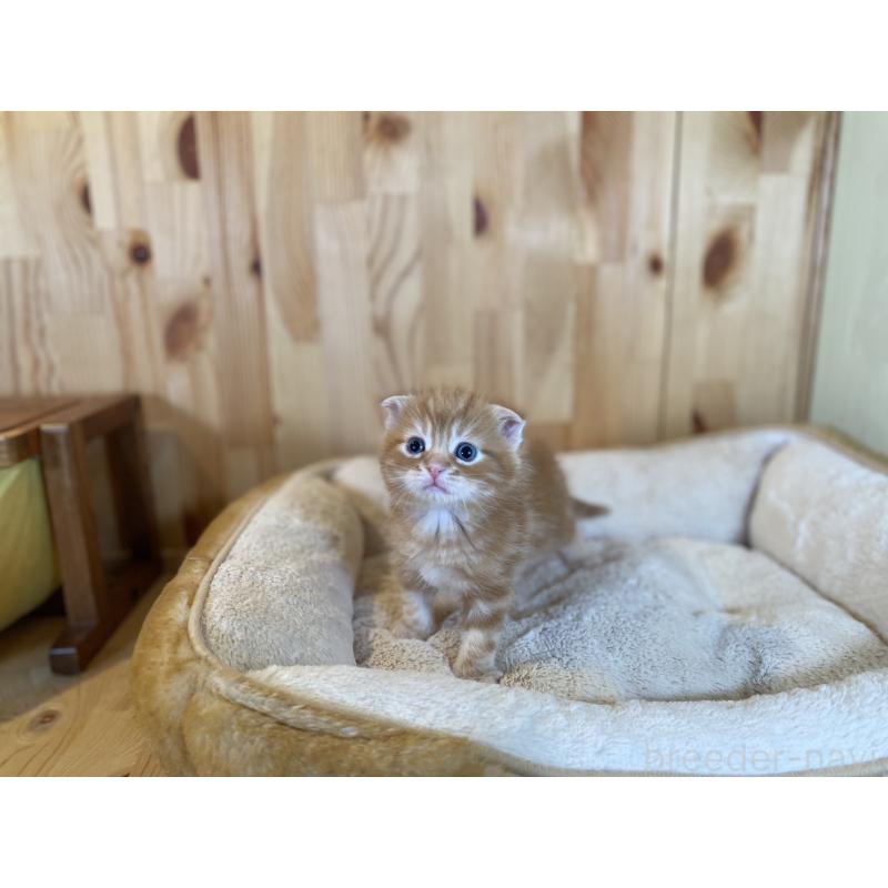 販売中の長野県のスコティッシュフォールド(折れ耳)-132750の6枚目