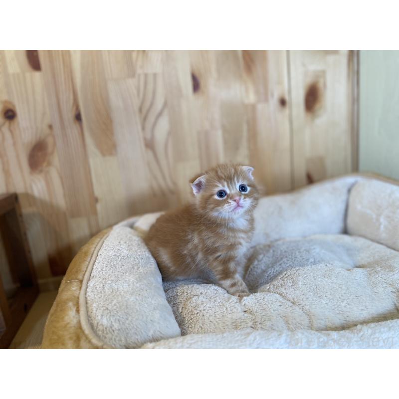 販売中の長野県のスコティッシュフォールド(折れ耳)-132750の5枚目