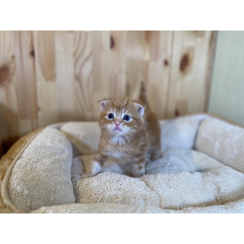 販売中の長野県のスコティッシュフォールド(折れ耳)-132750の4枚目