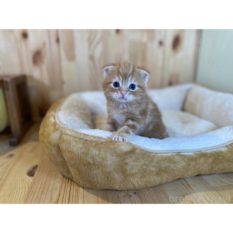 販売中の長野県のスコティッシュフォールド(折れ耳)-132750の3枚目