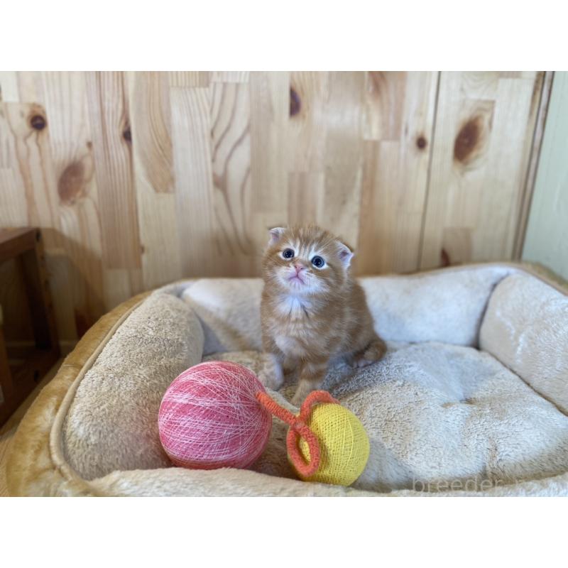 販売中の長野県のスコティッシュフォールド(折れ耳)-132750の2枚目