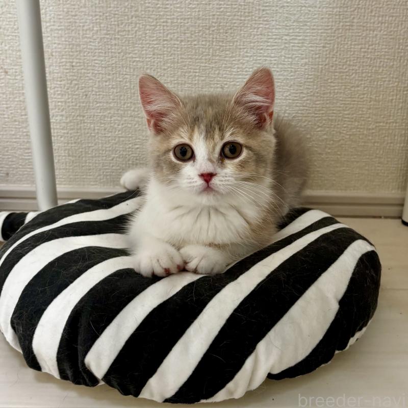 成約済の埼玉県のマンチカン-128134の5枚目