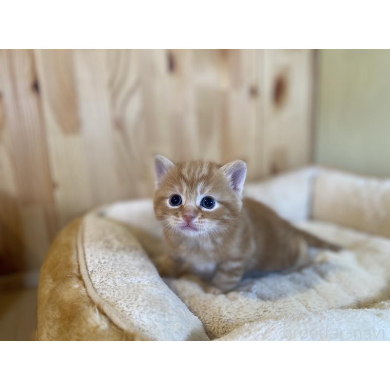 販売中の長野県のスコティッシュストレート-132751の8枚目