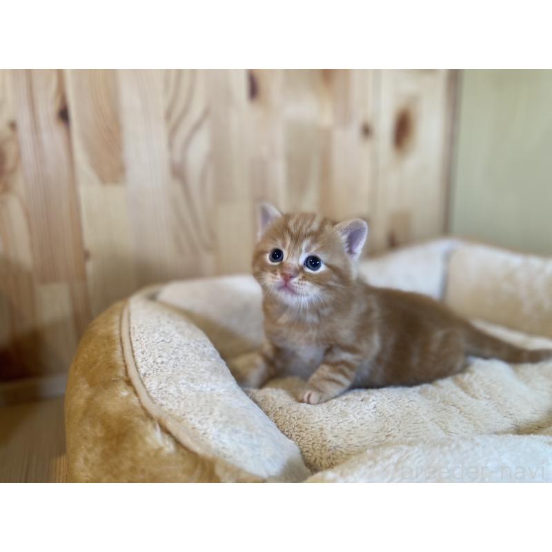 販売中の長野県のスコティッシュストレート-132751の7枚目