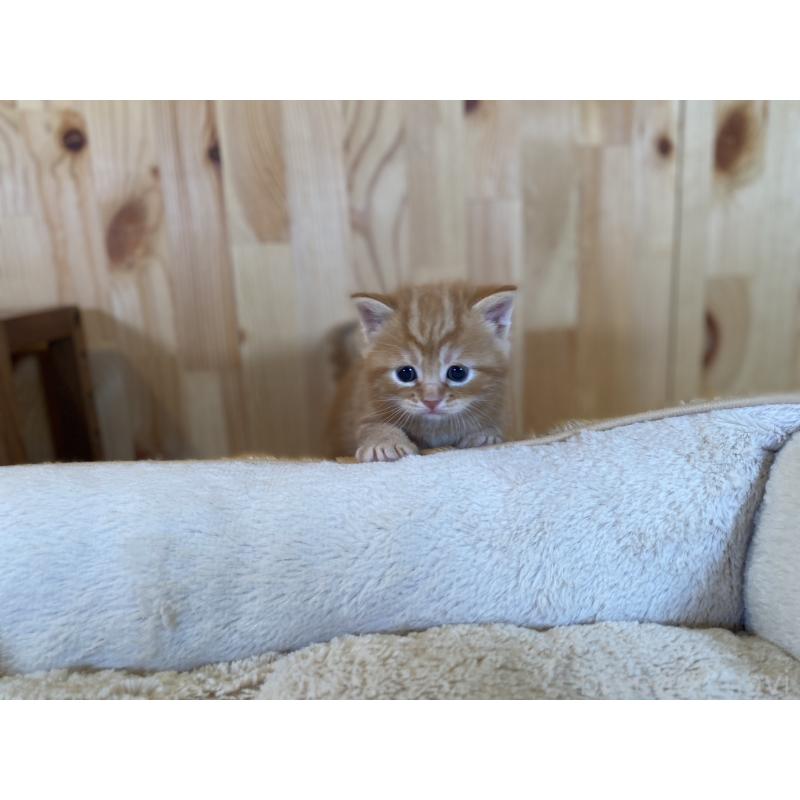 販売中の長野県のスコティッシュストレート-132751の6枚目