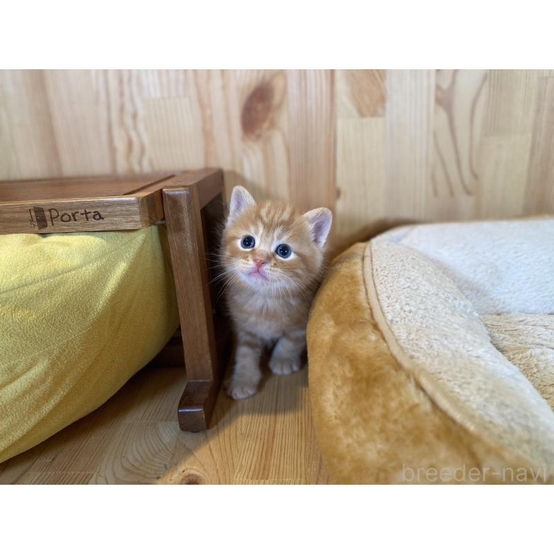 販売中の長野県のスコティッシュストレート-132751の5枚目