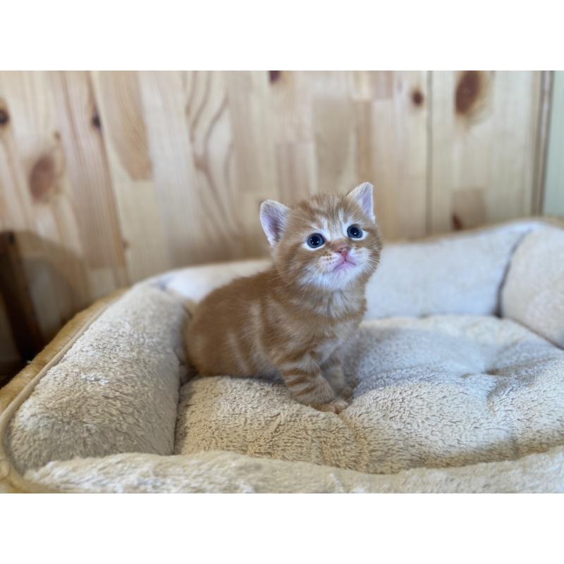 販売中の長野県のスコティッシュストレート-132751の4枚目