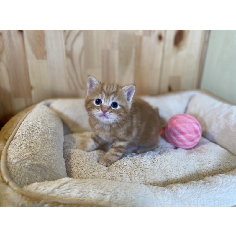 販売中の長野県のスコティッシュストレート-132751の3枚目