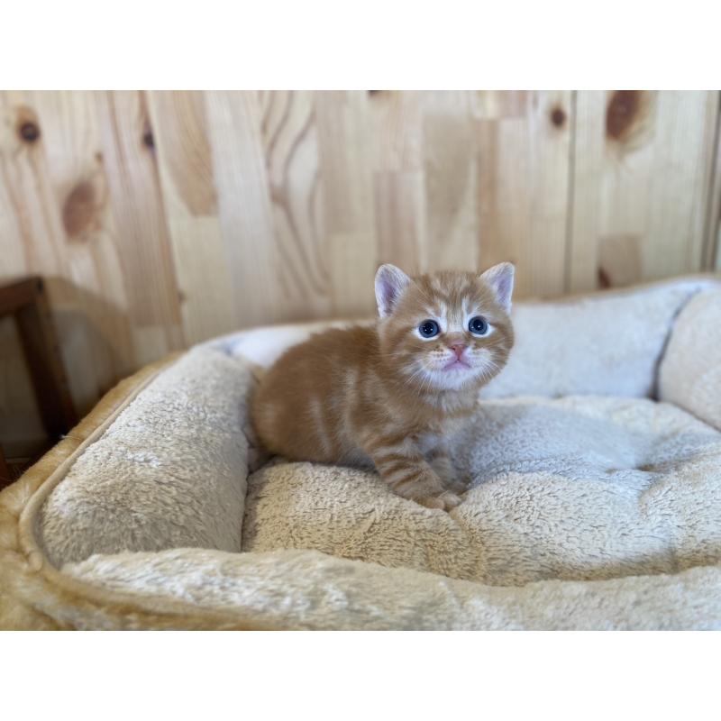 販売中の長野県のスコティッシュストレート-132751の2枚目