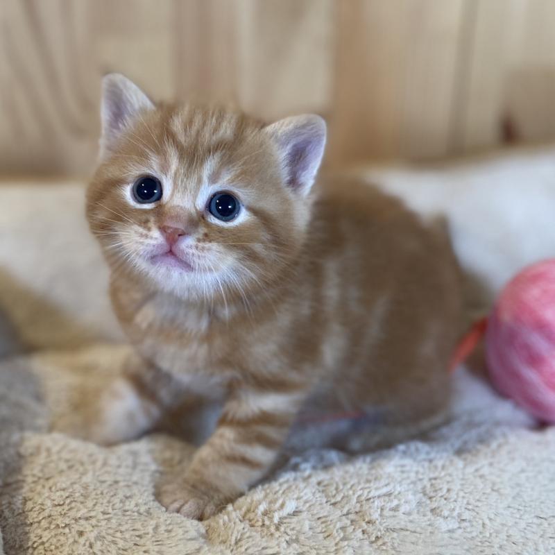 販売中の長野県のスコティッシュストレート-132751