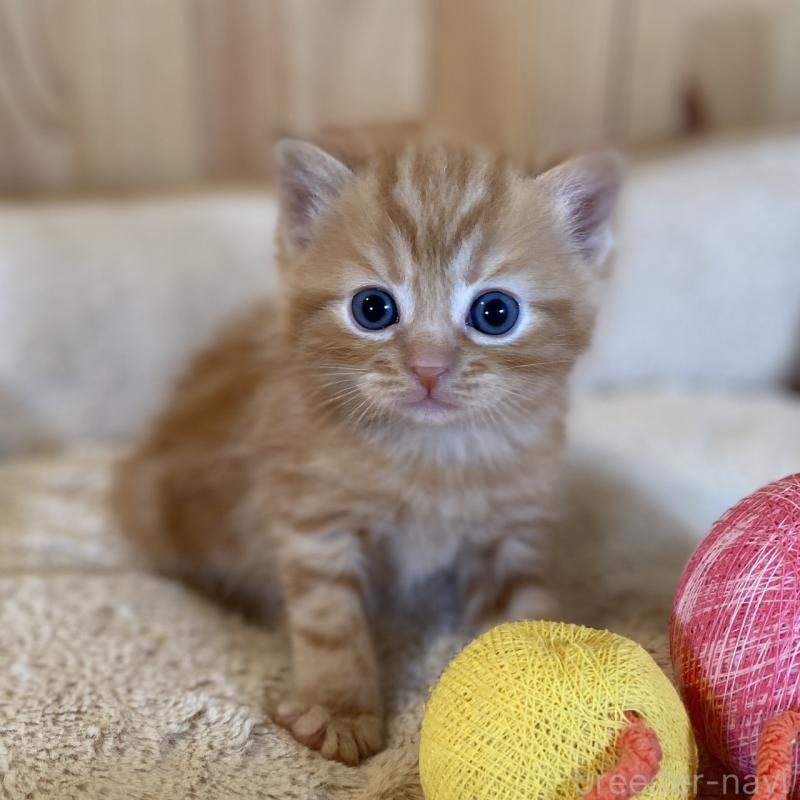 販売中の長野県のスコティッシュストレート-132752の1枚目