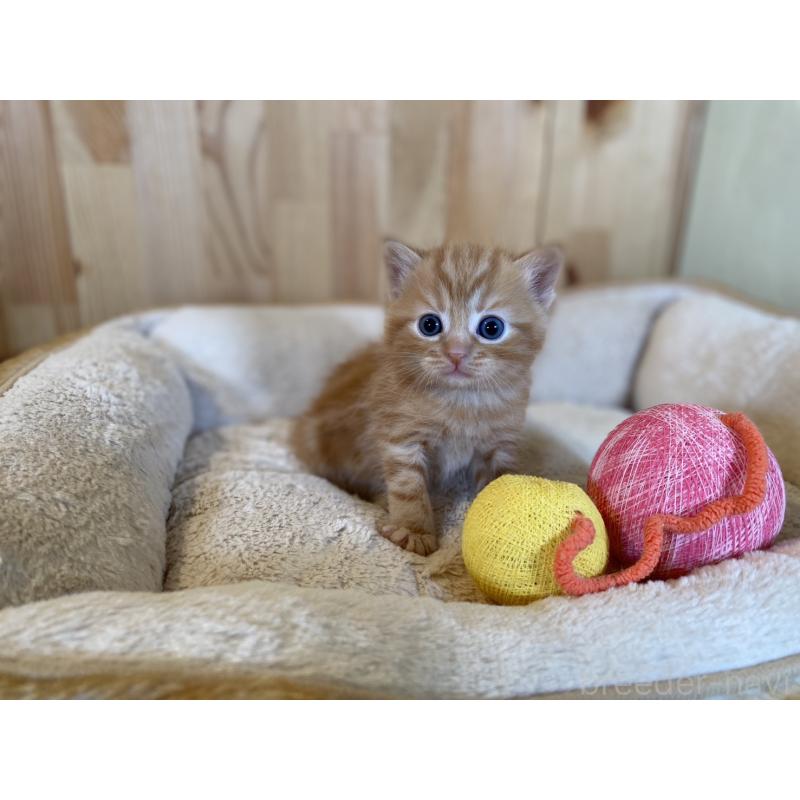 販売中の長野県のスコティッシュストレート-132752の8枚目