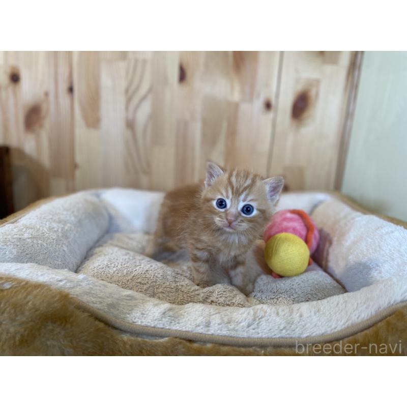 販売中の長野県のスコティッシュストレート-132752の7枚目