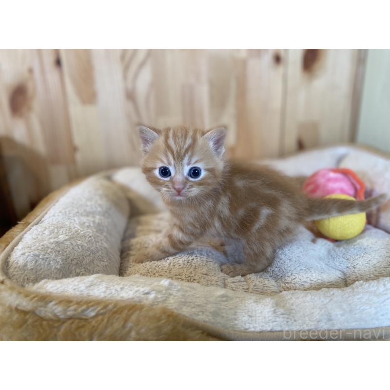 販売中の長野県のスコティッシュストレート-132752の6枚目