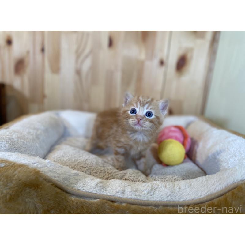 販売中の長野県のスコティッシュストレート-132752の5枚目