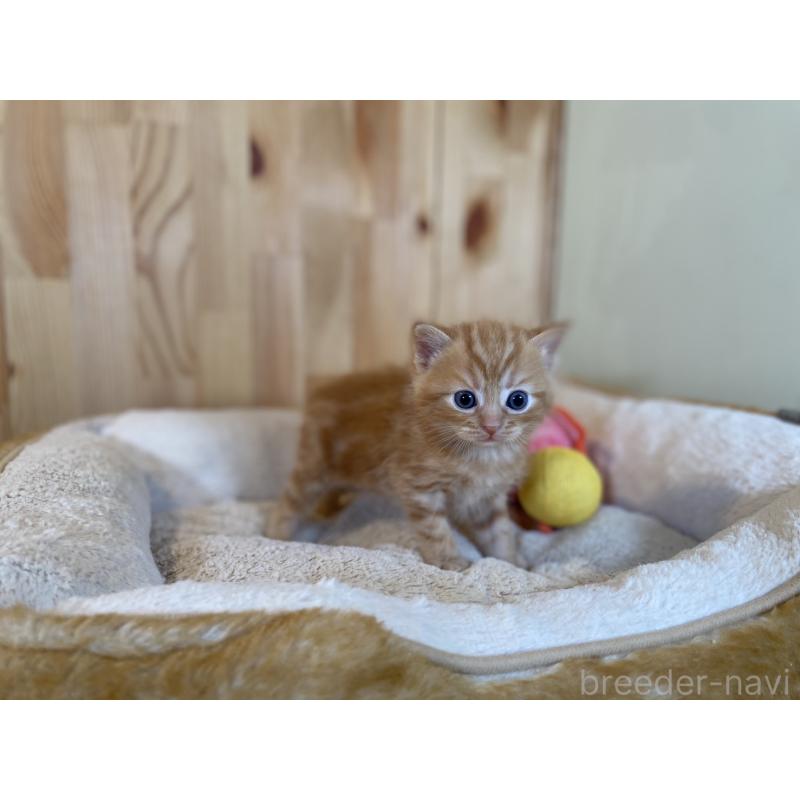 販売中の長野県のスコティッシュストレート-132752の4枚目