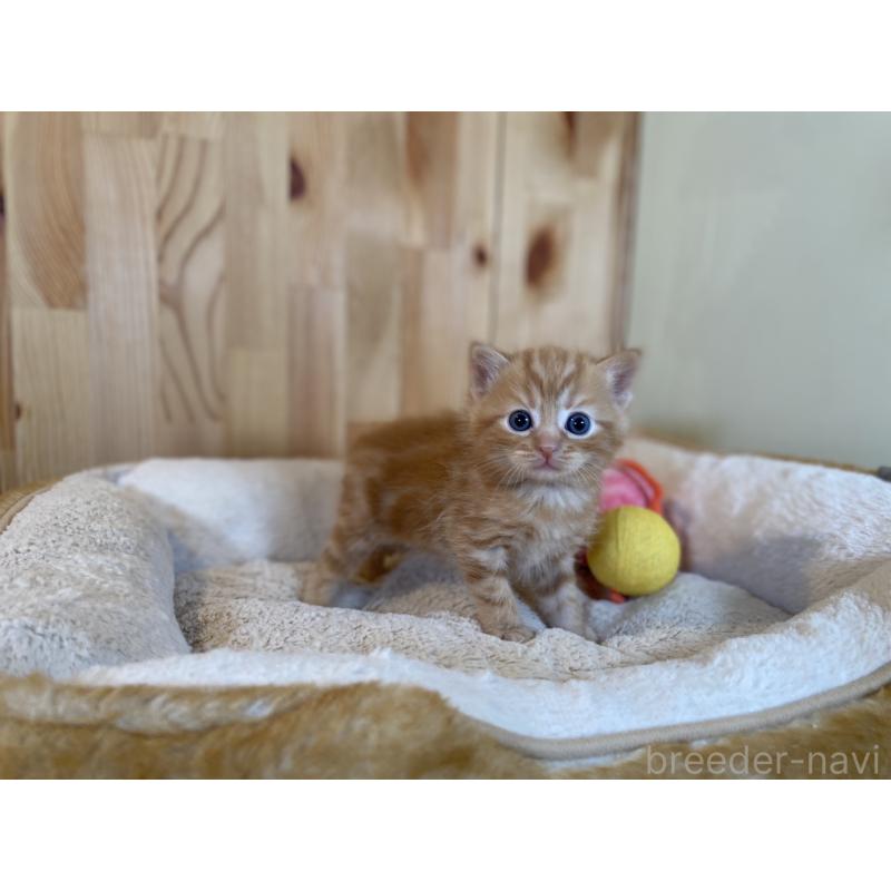 販売中の長野県のスコティッシュストレート-132752の3枚目