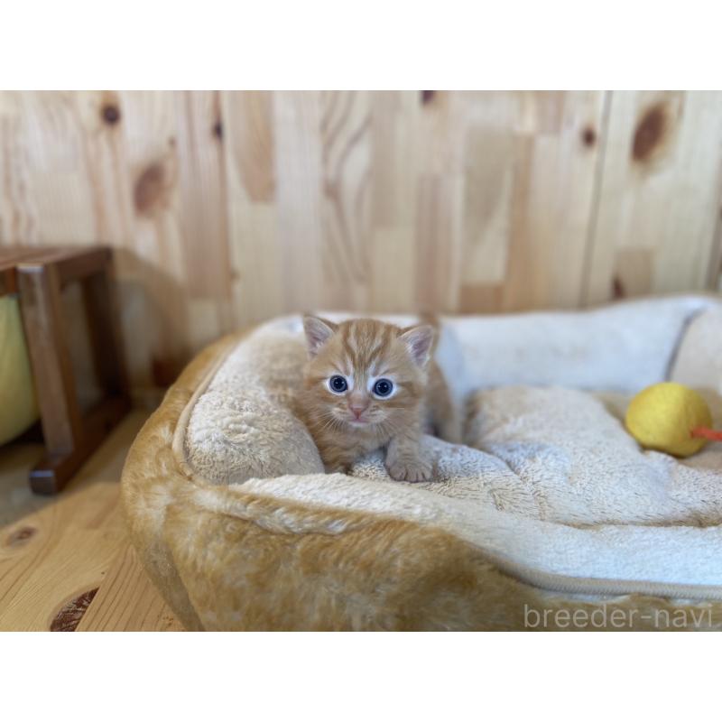 販売中の長野県のスコティッシュストレート-132752の2枚目