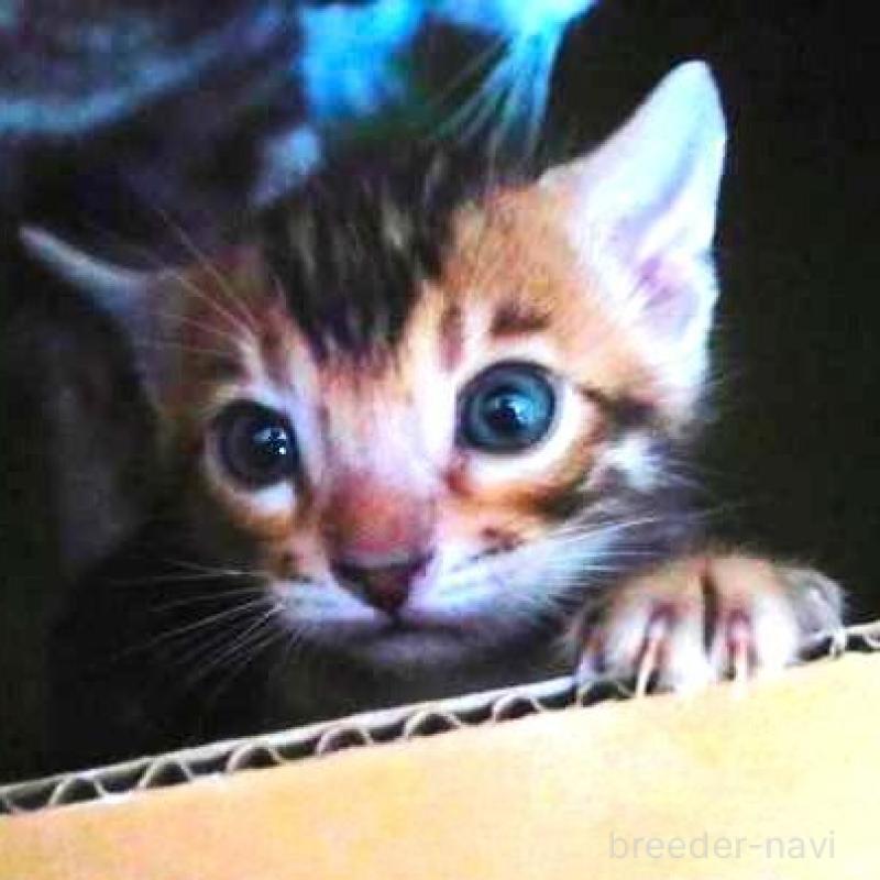 販売中の愛知県のベンガル-132753の1枚目