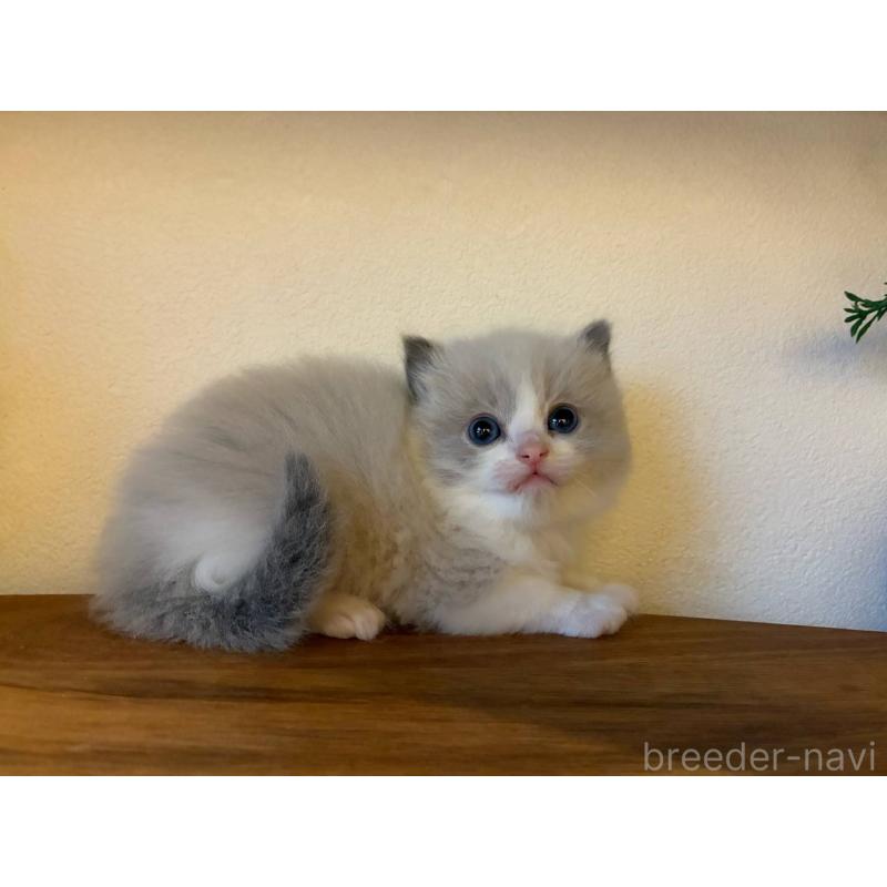 販売中の埼玉県のラグドール-132754の5枚目