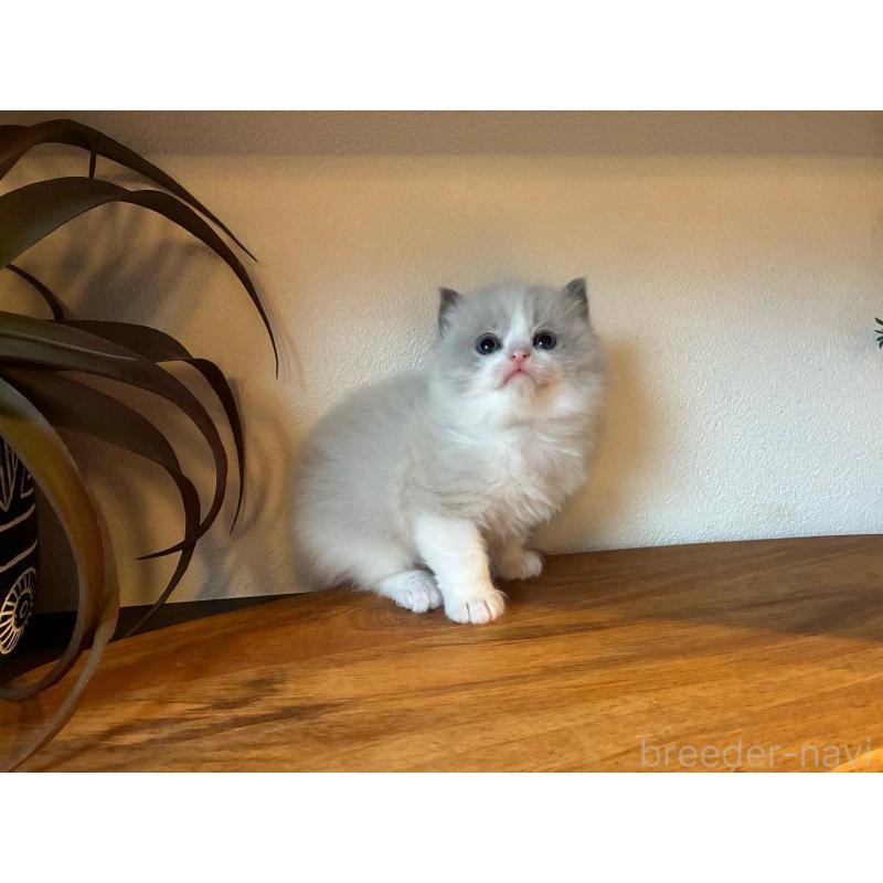 販売中の埼玉県のラグドール-132754の4枚目