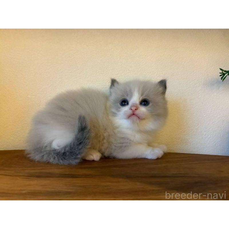 販売中の埼玉県のラグドール-132754の3枚目