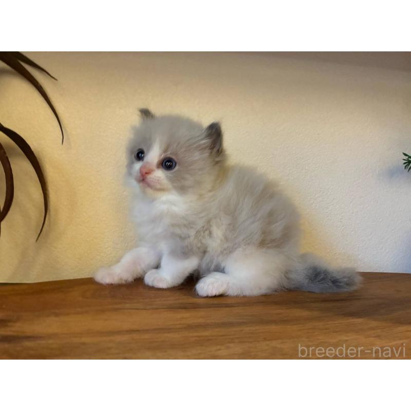 販売中の埼玉県のラグドール-132754の2枚目