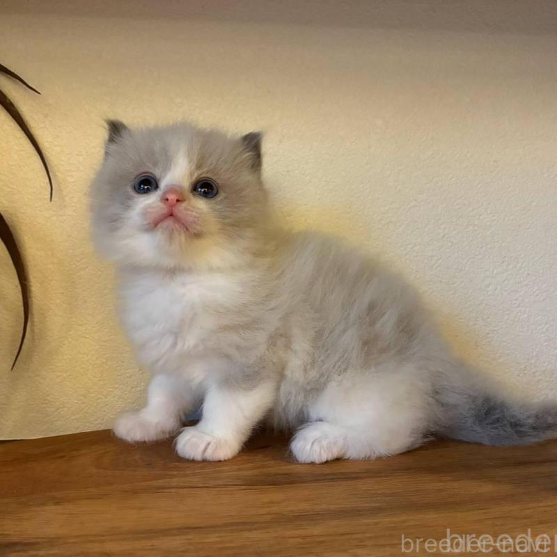 販売中の埼玉県のラグドール-132754の1枚目