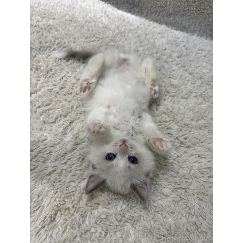 販売中の東京都のラグドール-132756の6枚目