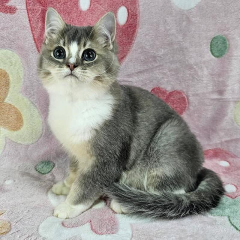 販売中の東京都のマンチカン-132757の6枚目