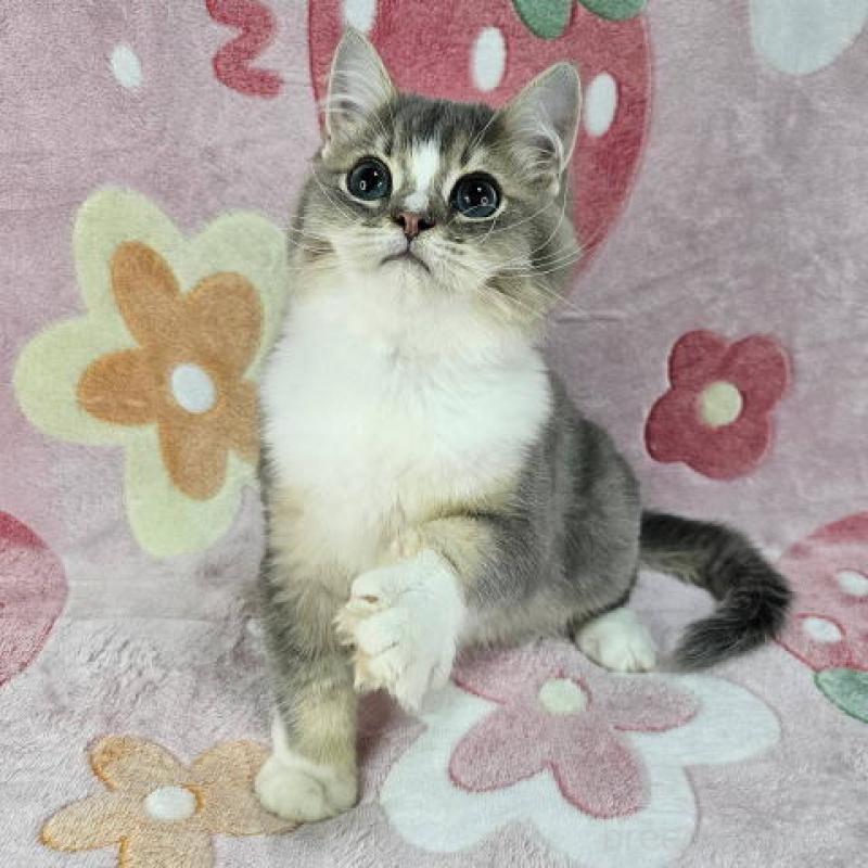 販売中の東京都のマンチカン-132757の5枚目