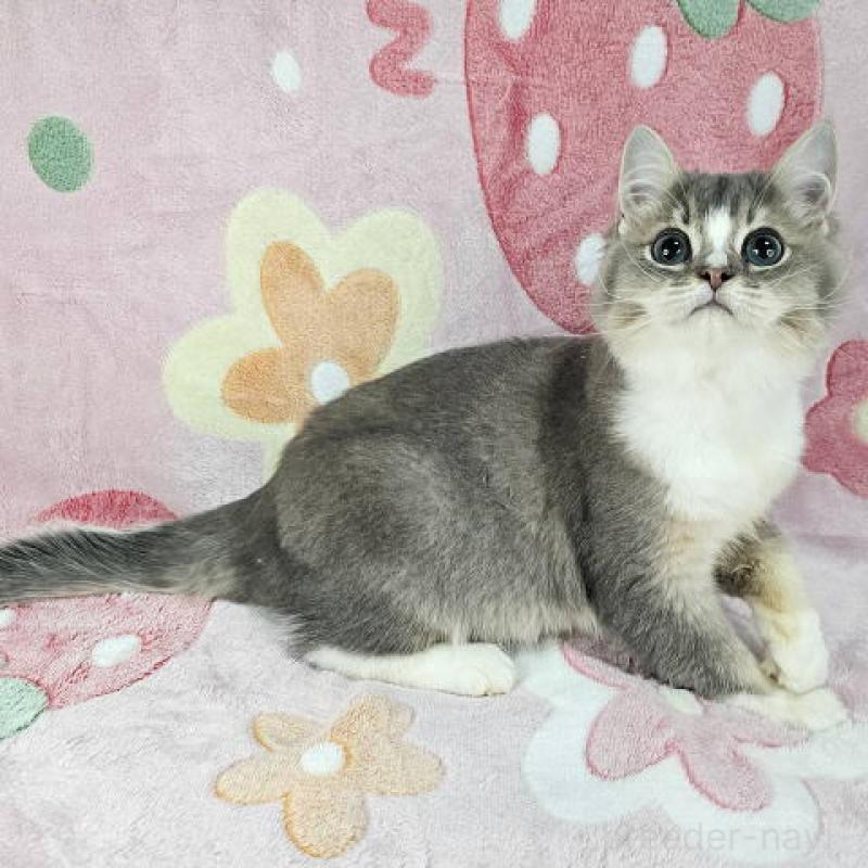 販売中の東京都のマンチカン-132757の4枚目