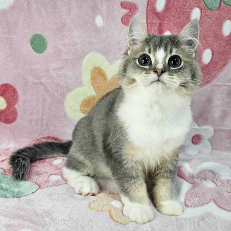 販売中の東京都のマンチカン-132757の3枚目