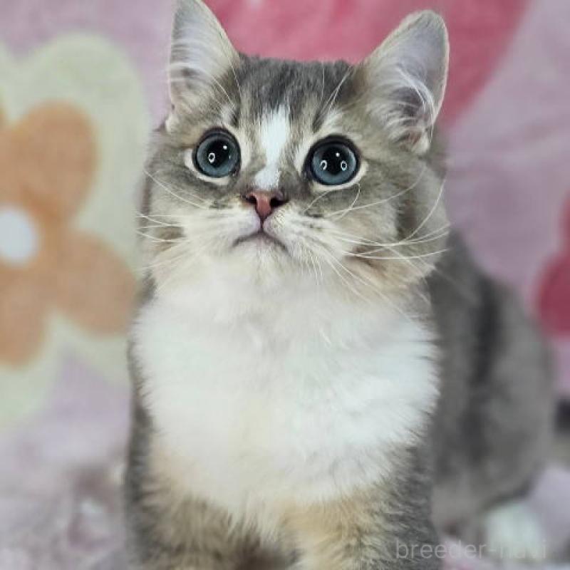 販売中の東京都のマンチカン-132757の1枚目