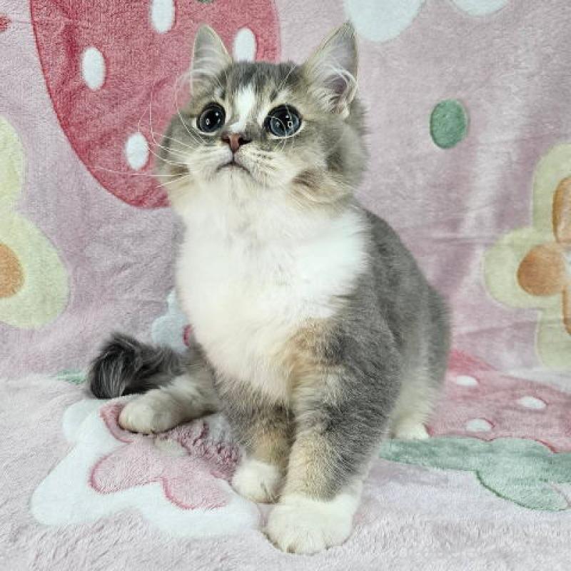 販売中の東京都のマンチカン-132757の2枚目