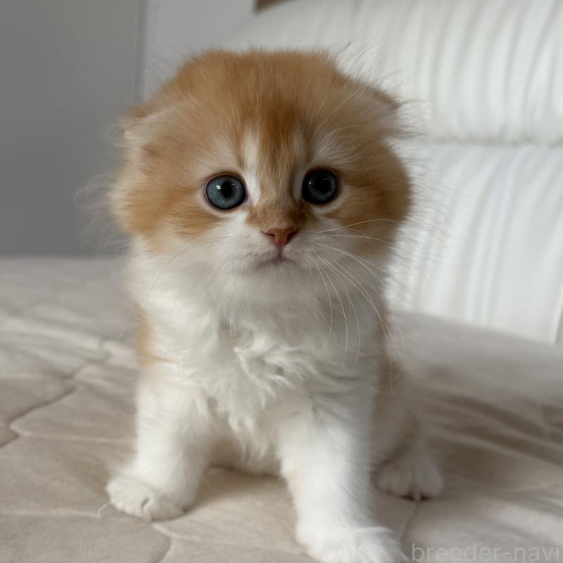 商談中の福岡県のスコティッシュフォールド(折れ耳)-131486