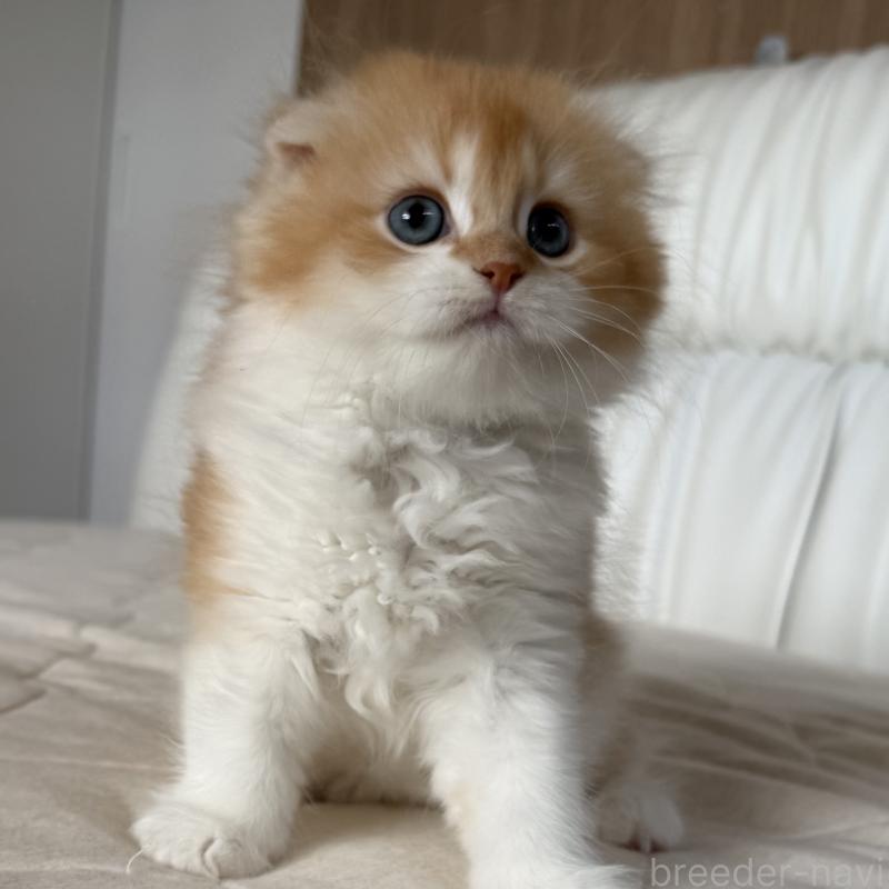 成約済の福岡県のスコティッシュフォールド(折れ耳)-131486の12枚目