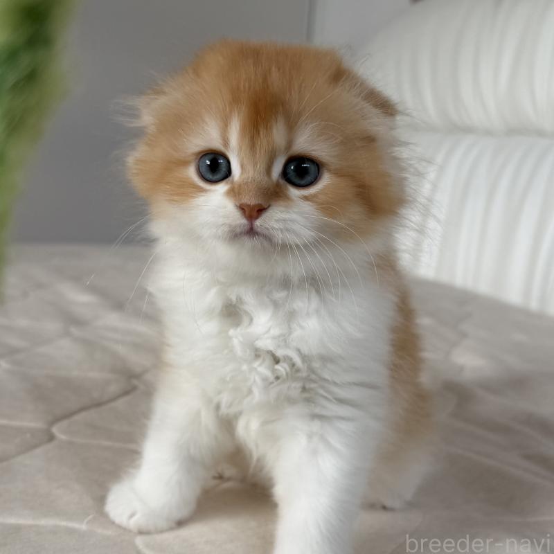 成約済の福岡県のスコティッシュフォールド(折れ耳)-131486の11枚目