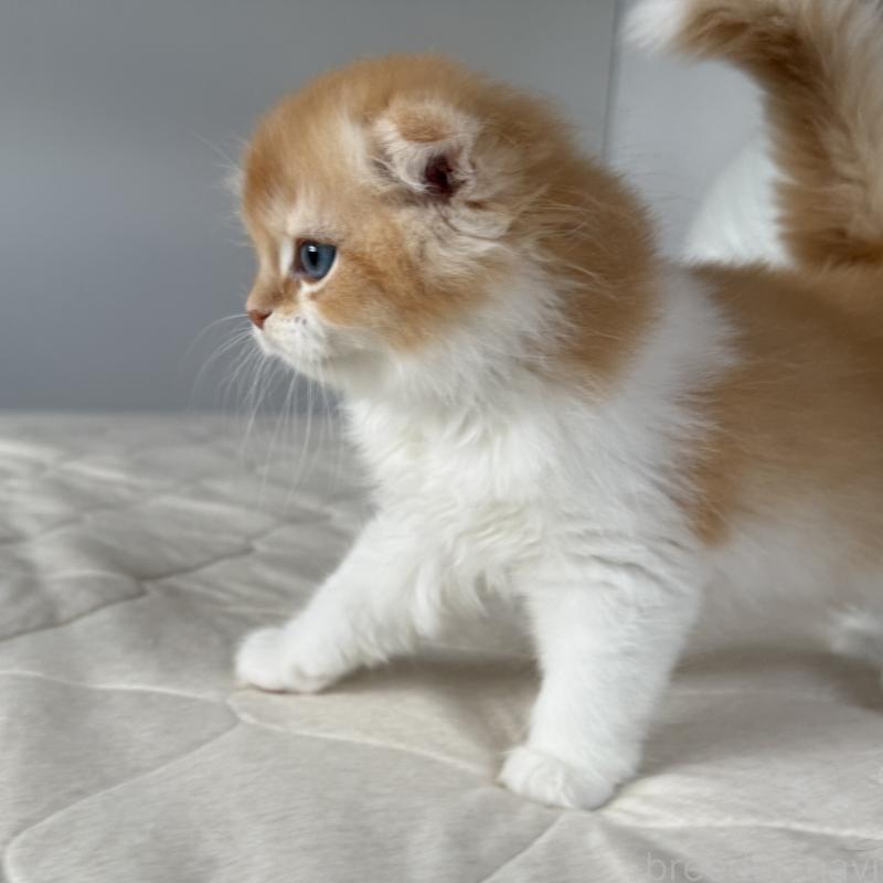 成約済の福岡県のスコティッシュフォールド(折れ耳)-131486の10枚目