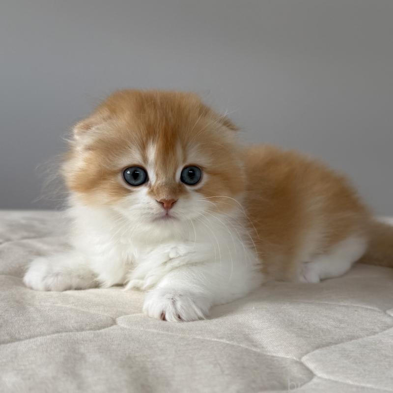 成約済の福岡県のスコティッシュフォールド(折れ耳)-131486の8枚目