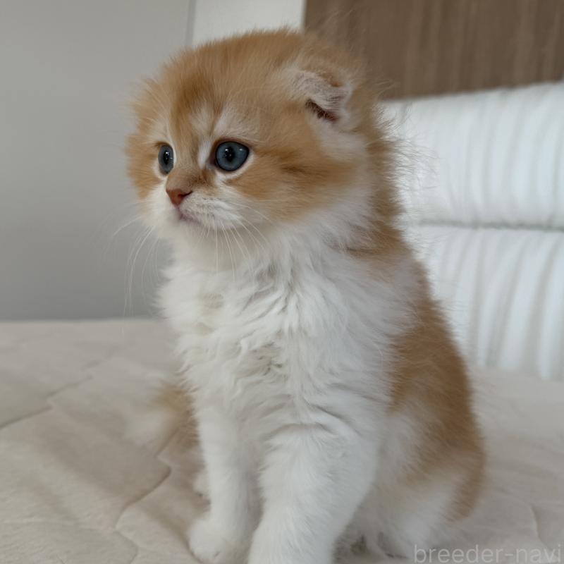 成約済の福岡県のスコティッシュフォールド(折れ耳)-131486の6枚目