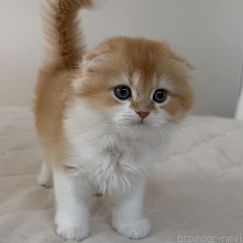 成約済の福岡県のスコティッシュフォールド(折れ耳)-131486の5枚目