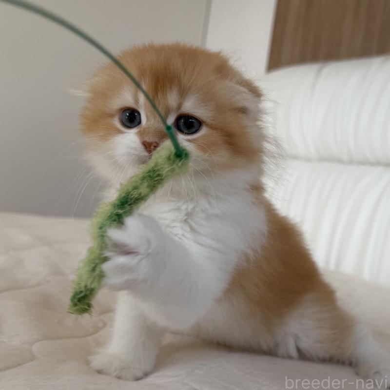 成約済の福岡県のスコティッシュフォールド(折れ耳)-131486の4枚目