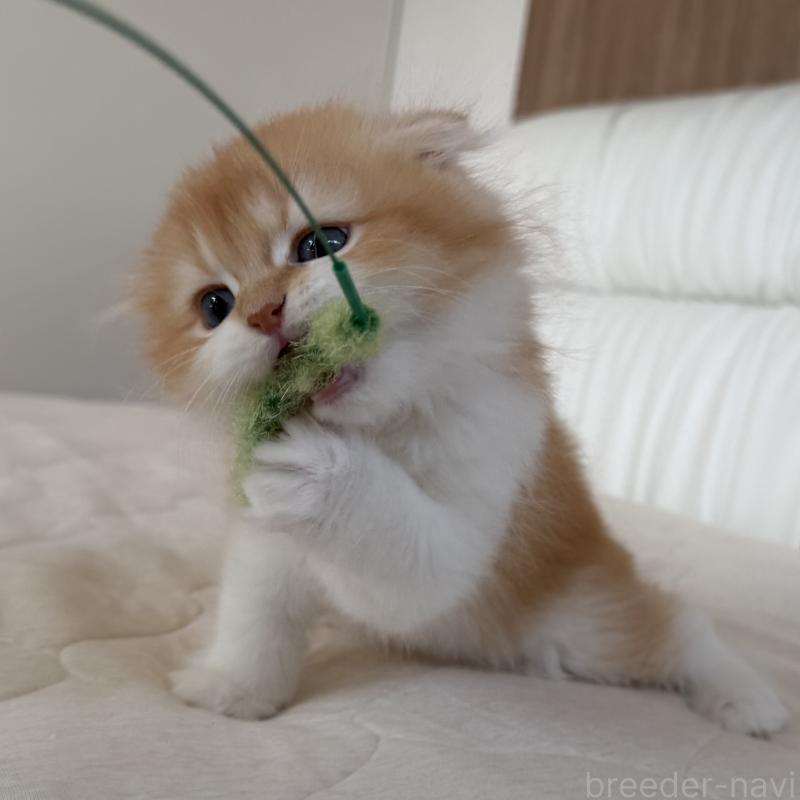 成約済の福岡県のスコティッシュフォールド(折れ耳)-131486の3枚目