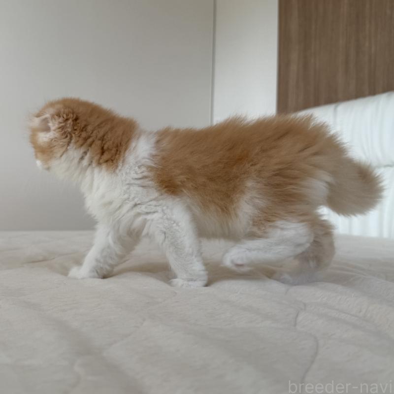 成約済の福岡県のスコティッシュフォールド(折れ耳)-131486の2枚目