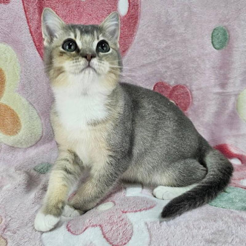 販売中の東京都のマンチカン-132758の6枚目