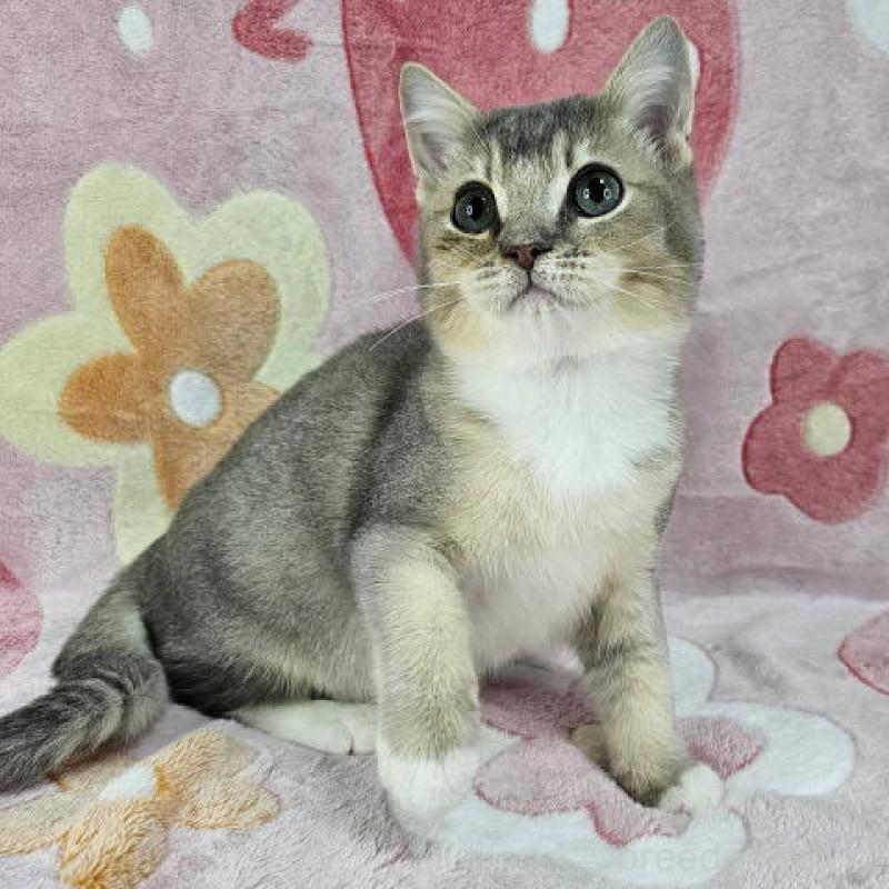 販売中の東京都のマンチカン-132758の4枚目