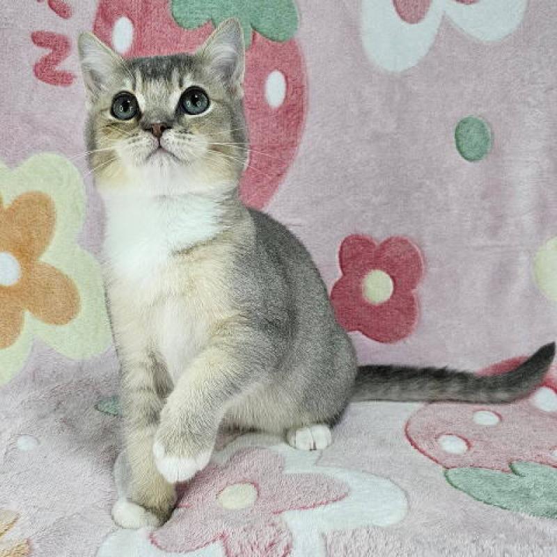 販売中の東京都のマンチカン-132758の5枚目