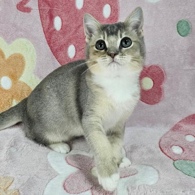 販売中の東京都のマンチカン-132758の3枚目