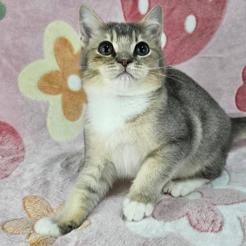 販売中の東京都のマンチカン-132758